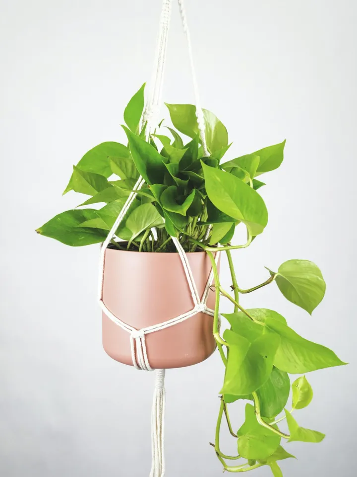 Silver, Pothos