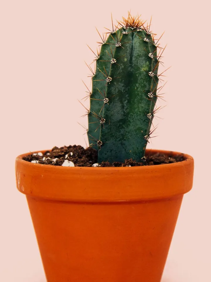 Spike, Cactus